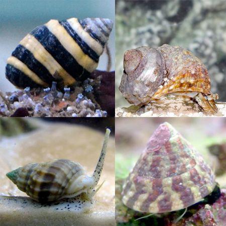 Slakken pack (8 slakken), Dieren en Toebehoren, Vissen | Aquariumvissen