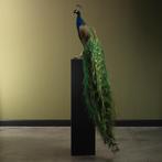 Blauwe Pauw Taxidermie Opgezette Dieren By Max, Ophalen of Verzenden, Nieuw, Vogel, Opgezet dier