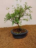 Dwerg granaatappel bonsai (Punica granatum) - Hoogte (boom):