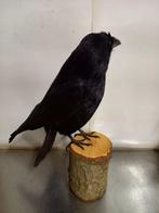 Zwarte kraai Taxidermie volledige montage - Corvus corone -, Verzamelen, Dierenverzamelingen, Nieuw