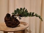 Bonsaï Genévrier (Juniperus) - Hauteur (arbre) : 8 cm -