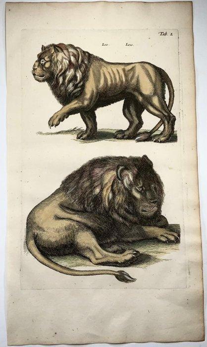 Matthäus Merian (1593-1650) - hand coloured folio engraving, Antiek en Kunst, Antiek | Boeken en Manuscripten