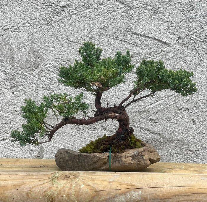 Bonsaï Genévrier (Juniperus) - Hauteur (arbre) : 20 cm -, Antiquités & Art, Curiosités & Brocante
