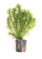 Eleodea Densa (Aquariumplanten, Aquarium producten), Dieren en Toebehoren, Verzenden, Nieuw, Plant(en), Steen of Hout