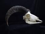 Mouflon Schedel - Ovis a. musimon - 33 cm - 18 cm - 39 cm-