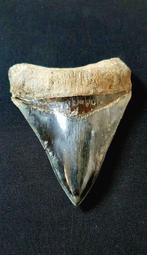 Megalodon - Fossiele tand