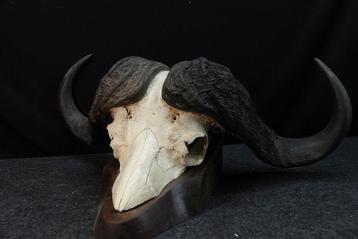 Grand buffle du Cap Crâne de mammifère - Syncerus caffer - 0