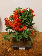 Vuurdoorn bonsai (Pyracantha) - Hoogte (boom): 25 cm -