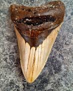 Megalodon - Fossiele tand - *lower jaw* - 11 cm - 7.2 cm