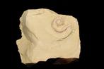 Ver - Matrice de plaque fossilisée - Cricocosmia - 5 cm - 5