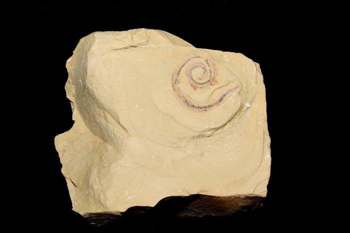Ver - Matrice de plaque fossilisée - Cricocosmia - 5 cm - 5, Verzamelen, Mineralen en Fossielen