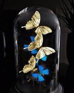 Echte vlinders 23kt goud verguld onder grote koepel in, Verzamelen, Mineralen en Fossielen
