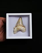 Haai - Fossiele tand - Otodus obliquus Premiun Museo