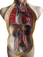 Anatomisch model - . - 1980-1990