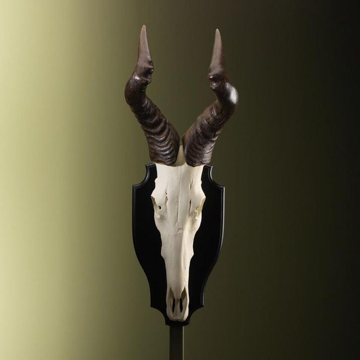 Hartenbeest Schedel Taxidermie Opgezette Dieren By Max, Verzamelen, Dierenverzamelingen, Opgezet dier, Nieuw, Wild dier, Ophalen of Verzenden
