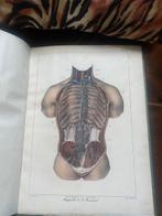 Achille Comte - Organisation et physiologie de lhomme -