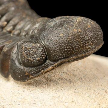 Trilobieten: Getuigen van de oertijd Trilobiet Gerastos