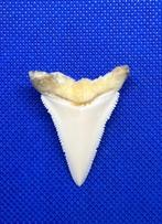 Grand requin blanc Dent - Carcharodon carcharias - 44 mm -