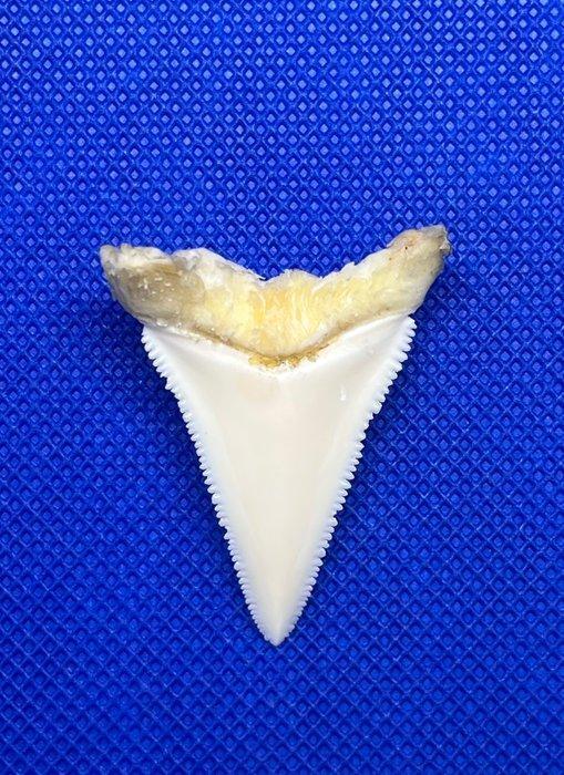 Grand requin blanc Dent - Carcharodon carcharias - 44 mm -, Antiquités & Art, Curiosités & Brocante