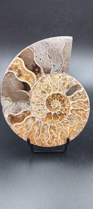 Ammoniet - Gefossiliseerde schelp - Cleoniceras sp. - 11.4, Verzamelen, Mineralen en Fossielen
