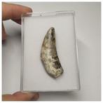 Tand van een theropode dinosaurus Megalosauridae Afrovenator, Verzamelen