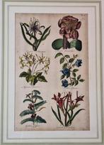 Sir John Hill (1714-1775) - The Vegetable System