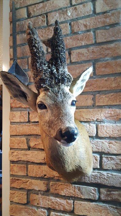 Reebok Taxidermie volledige montage - Capreolus capreolus -, Verzamelen, Dierenverzamelingen