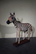 Fine Plains Zebra veulen Taxidermie volledige montage -