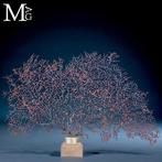 Natuurlijke zwarte Gorgonia - Een moderne Wunderkammer -, Verzamelen