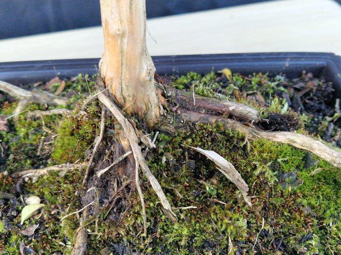 Bonsaï Lonicera Nitida - Hoogte (boom): 25 cm - Diepte, Antiek en Kunst, Curiosa en Brocante