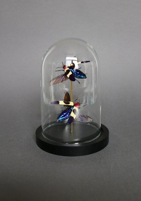 Scarabée Support de corps entier pour taxidermie -, Verzamelen, Dierenverzamelingen