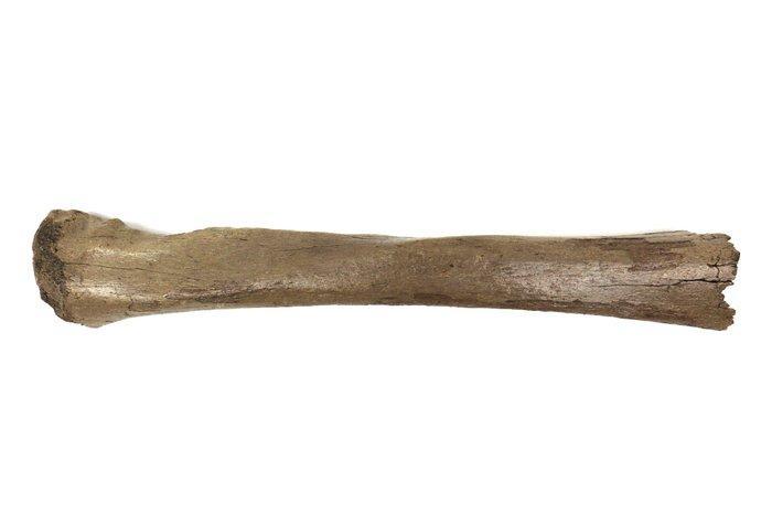 Woolly Mammoth Radius - Fossiel bot - Mammuthus primigenius, Verzamelen, Mineralen en Fossielen