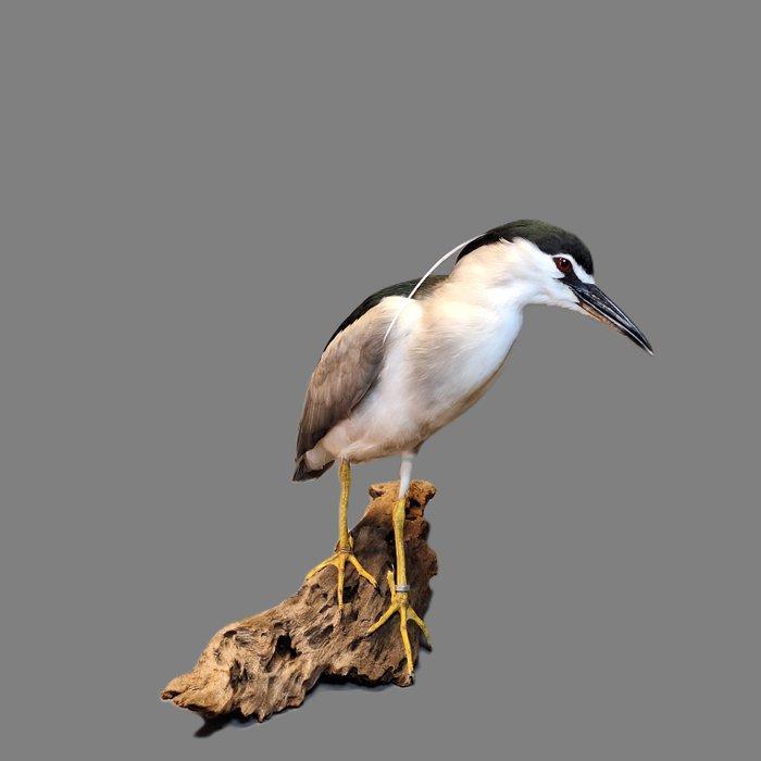 Bihoreau noir Support de corps entier pour taxidermie -, Verzamelen, Dierenverzamelingen