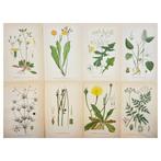 Carl Lindman - Nordens Flora - Set of 8 Botanical Prints -