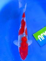 HQ Goshiki van Yamaju  36cm *VERKOCHT* (Japanse Koi), Ophalen of Verzenden
