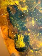 Birmese barnsteen - Barnsteen (Zonder minimumprijs)