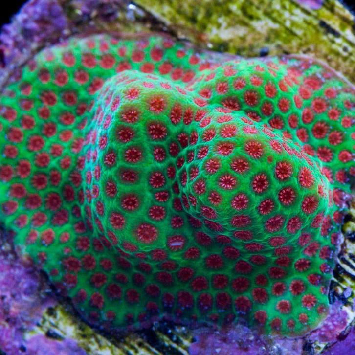 Porites Green / Red (The Grinch) Frag (Ong 2-3 cm), Dieren en Toebehoren, Vissen | Aquariumvissen