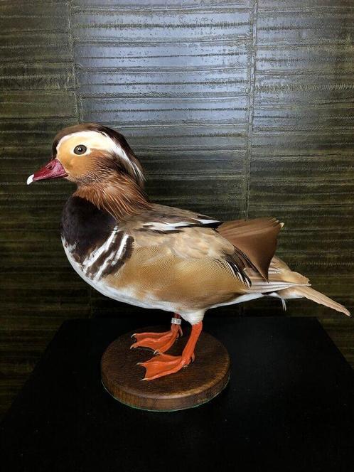 Mandarijneend Taxidermie Opgezette Dieren By Max, Verzamelen, Dierenverzamelingen, Opgezet dier, Nieuw, Vogel, Ophalen of Verzenden