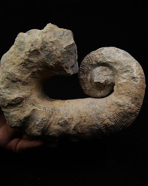 Ammoniet - Gefossiliseerde schelp - Ammonite Heteromorph, Verzamelen, Mineralen en Fossielen