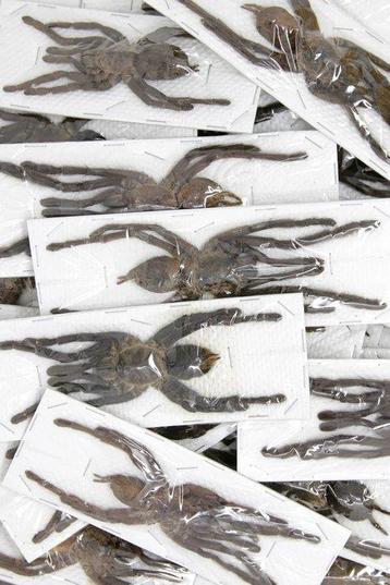 Lot van 5 Thaise zwarte vogelspinnen, groot, A1, Taxidermie