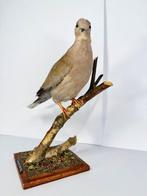 Euraziatische Halsbandduif Taxidermie volledige montage -, Verzamelen, Nieuw