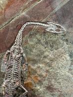 Fossiele plaatmatrix - Keichousaurus sp. - 17 cm - 12 cm