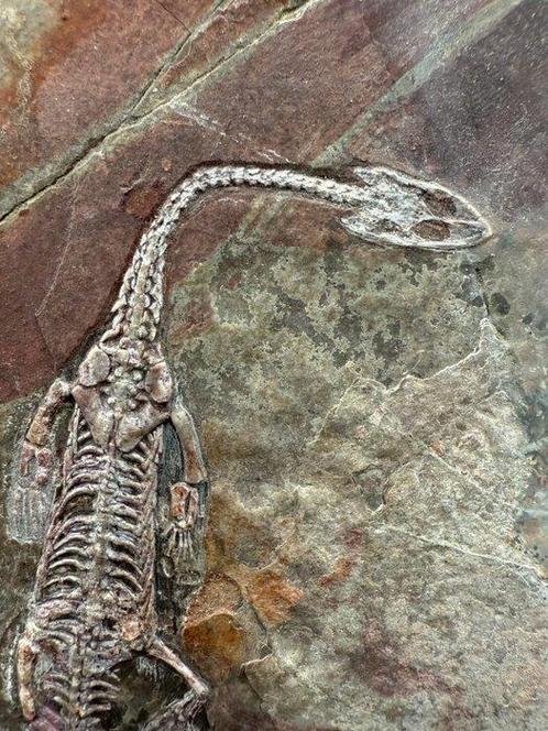 Fossiele plaatmatrix - Keichousaurus sp. - 17 cm - 12 cm, Verzamelen, Mineralen en Fossielen