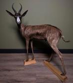 Springbok Zwart Taxidermie Opgezette Dieren By Max, Opgezet dier, Ophalen of Verzenden