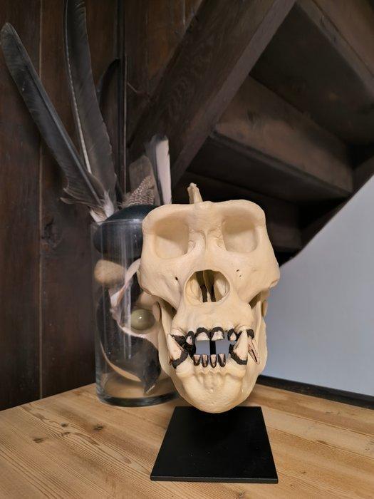 Gorilla Schedel - Gorilla gorilla - Replica Skull - 24.7 cm, Antiek en Kunst, Curiosa en Brocante