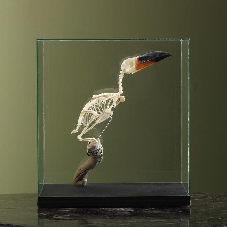 Guyanapepervreter Skelet Taxidermie Opgezette Dieren By Max, Verzamelen, Dierenverzamelingen, Opgezet dier, Nieuw, Vogel, Ophalen of Verzenden