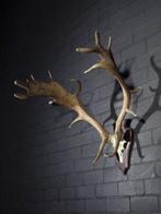 Fallow Buck Trophy Schedel - Dama dama - 60 cm - 75 cm - 65, Verzamelen, Nieuw