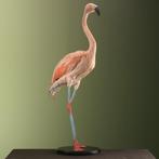 Chileense Flamingo Taxidermie Opgezette Dieren By Max, Verzamelen, Ophalen of Verzenden, Nieuw, Vogel, Opgezet dier