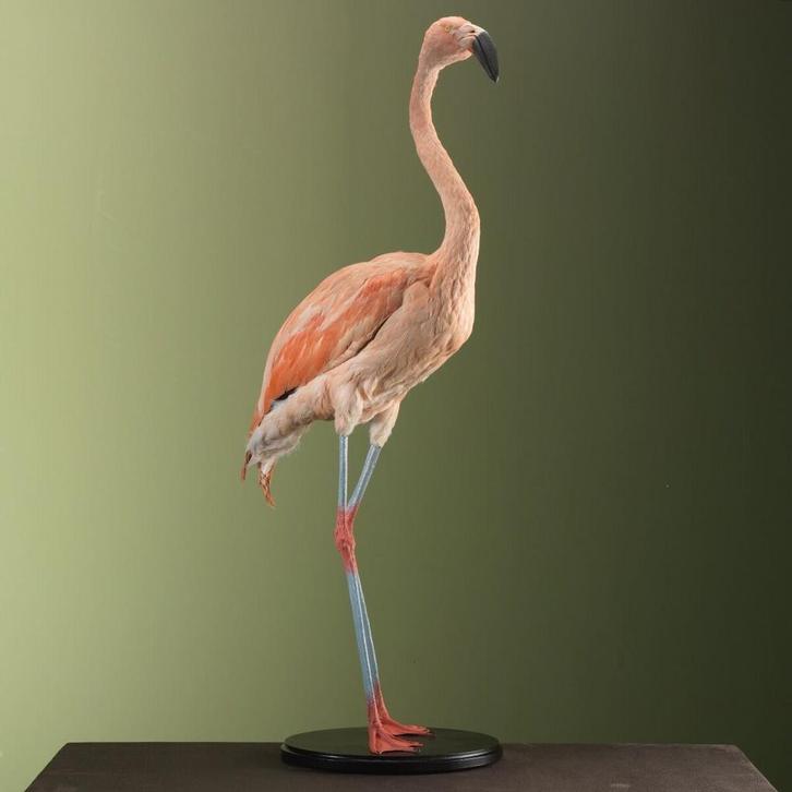 Chileense Flamingo Taxidermie Opgezette Dieren By Max, Verzamelen, Dierenverzamelingen, Opgezet dier, Nieuw, Vogel, Ophalen of Verzenden
