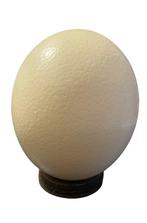 Struisvogel Ei - Struthio Camelus - 22 cm - 16 cm - 16 cm-